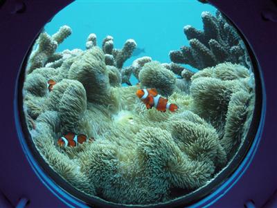 海中展望塔から見る海の中。熱帯魚がすぐ目の前に！