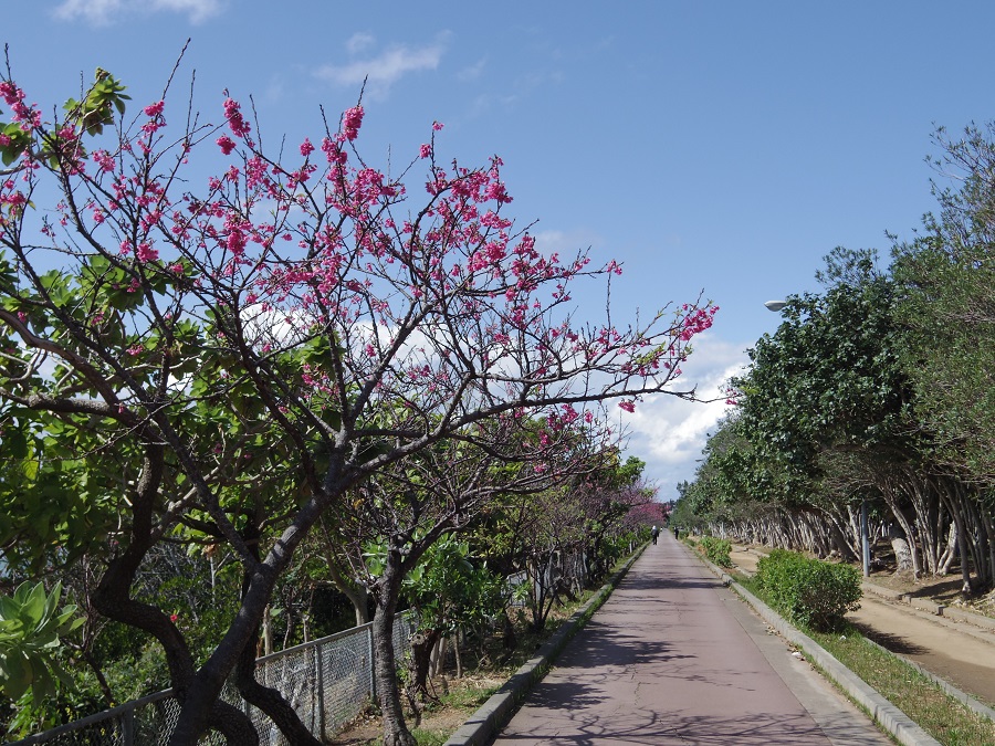 那覇美らさくらまつり(旧:漫湖さくらまつり)