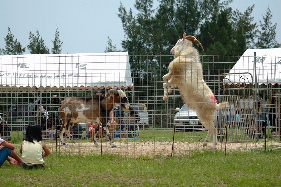 迫力満点の戦いが繰り広げられ、会場も熱気に包まれる