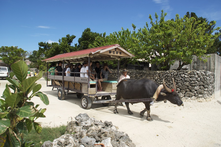 集落の小道を水牛車がゆったり進む(写真提供/竹富町観光協会) 集落の小道を水牛車がゆったり進む