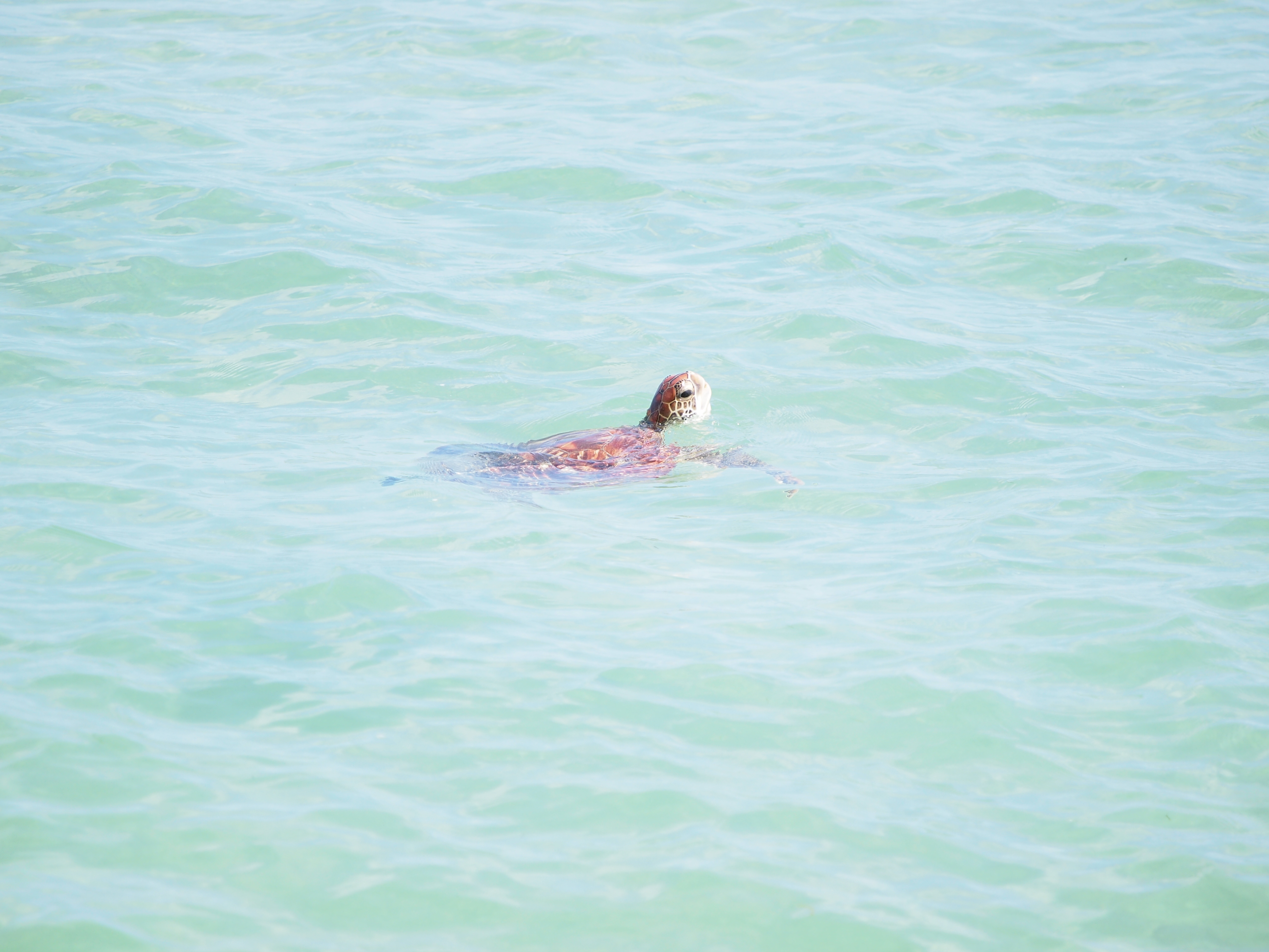 集落から少し離れるが行ってみる価値大(撮影/伊藤麻由子) 集落から少し離れるが行ってみる価値大(撮影/伊藤麻由子)