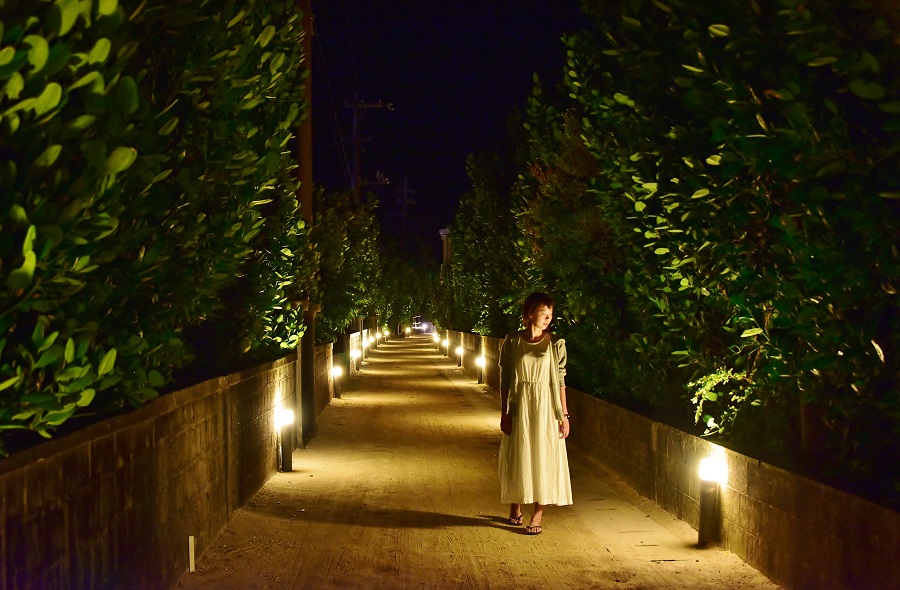 ライトに照らされた白砂の道が美しい ライトに照らされた白砂の道が美しい