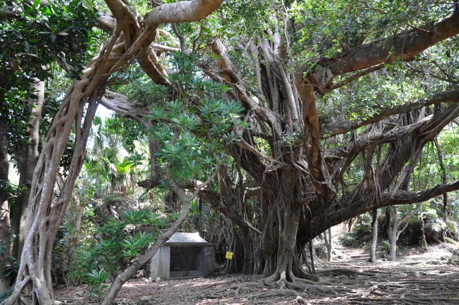 大きなガジュマルが生い茂り、神秘的な雰囲気を醸し出す 大きなガジュマルが生い茂り、神秘的な雰囲気を醸し出す