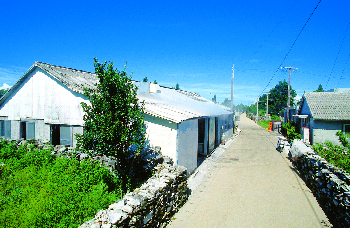 主な銘柄は、金丸、常磐、伊是名島 主な銘柄は、金丸、常磐、伊是名島