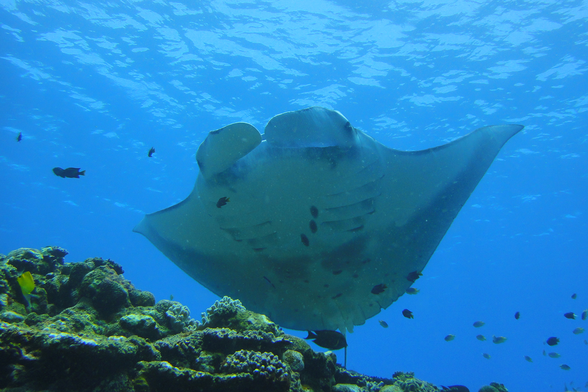 マンタ遭遇率石垣島ナンバー1を誇るダイビングショップ マンタ遭遇率石垣島ナンバー1を誇るダイビングショップ