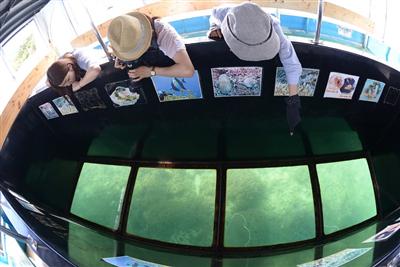 川平湾の美しい海中をグラスボート遊覧で楽しむ