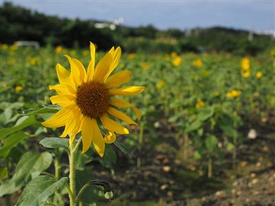沖縄の冬空の下、一面に咲きそろうひまわりの花