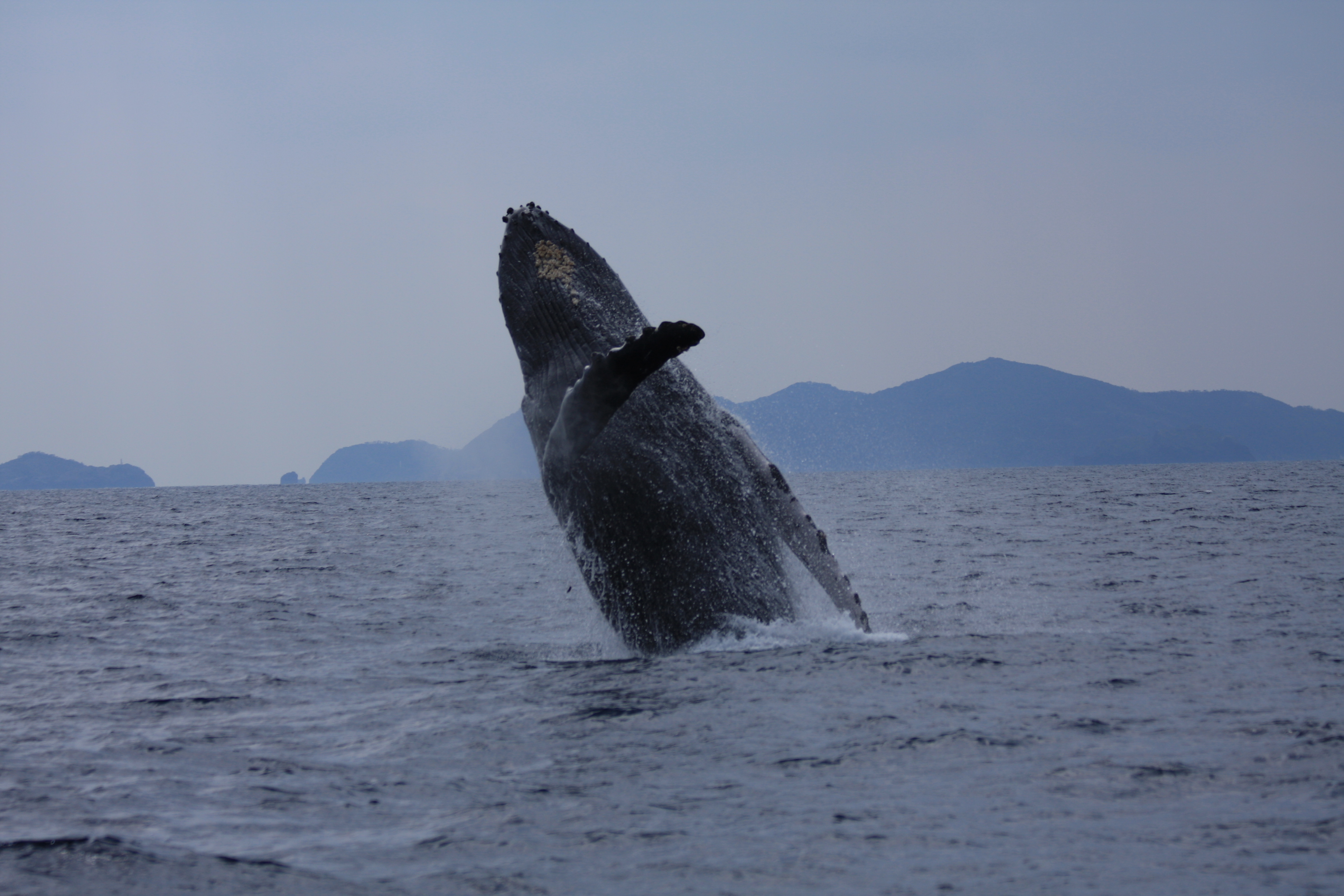 ダイナミックなパフォーマンスが人気のザトウクジラ ダイナミックなパフォーマンスが人気のザトウクジラ