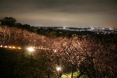 期間中、夜間は美しくライトアップされ、夜景と共に楽しめる
