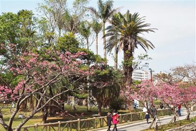 桜とヤシの木が一緒に見られるのも沖縄らしくておもしろい