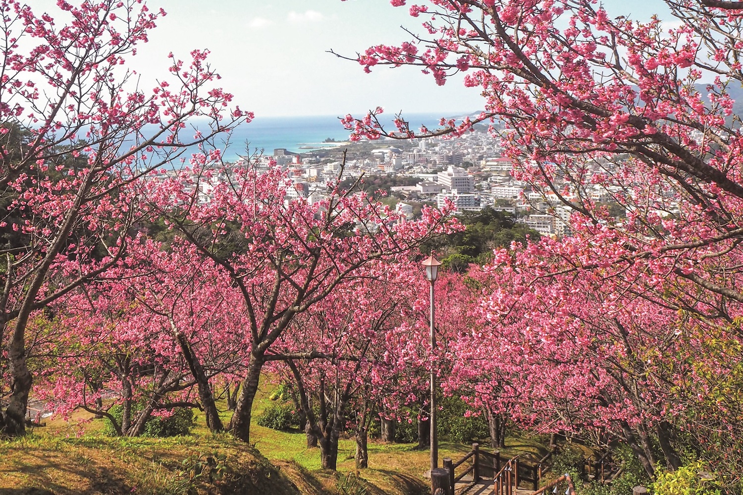 大勢の花見客でにぎわう名護さくら祭り 大勢の花見客でにぎわう名護さくら祭り