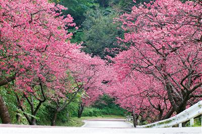 枝がアーチ状になって、まるで桜のトンネルようだ