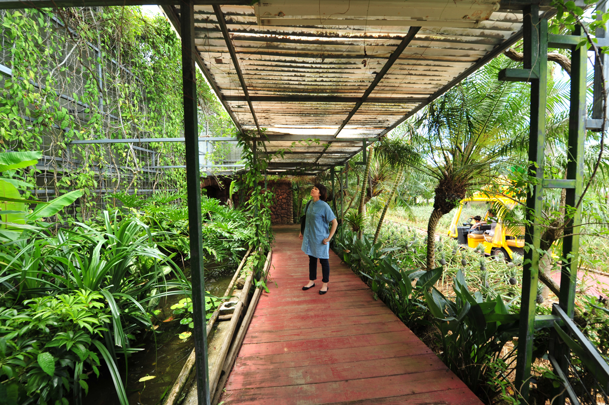 パイナップルだけではなく、沖縄らしい亜熱帯植物もたくさん観察できる パイナップルだけではなく、沖縄らしい亜熱帯植物もたくさん観察