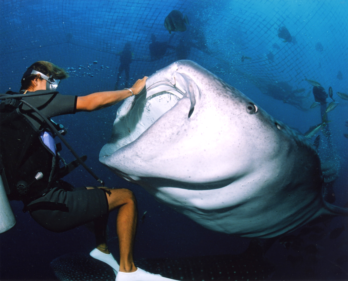 海の巨大生物とのふれあい体験は、記憶に残る時間となる 海の巨大生物とのふれあい体験は、記憶に残る時間となる
