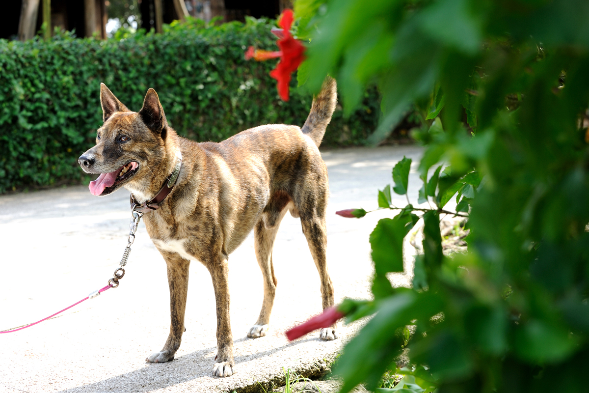 琉球犬は、縄文犬という古代犬の血を引いている 琉球犬は、縄文犬という古代犬の血を引いている