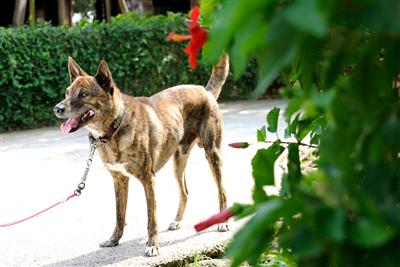 琉球犬は、縄文犬という古代犬の血を引いている