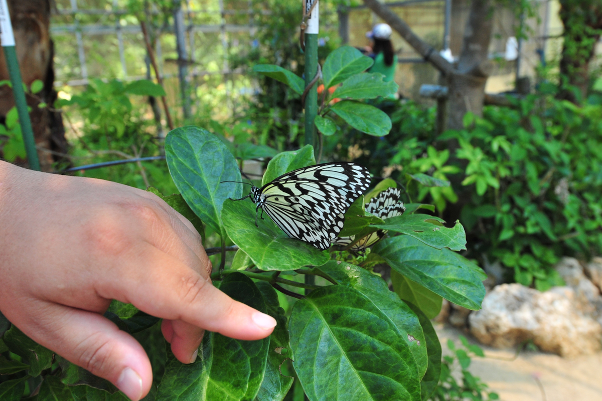 沖縄でよく見られる蝶 オオゴマダラ 沖縄でよく見られる蝶 オオゴマダラ
