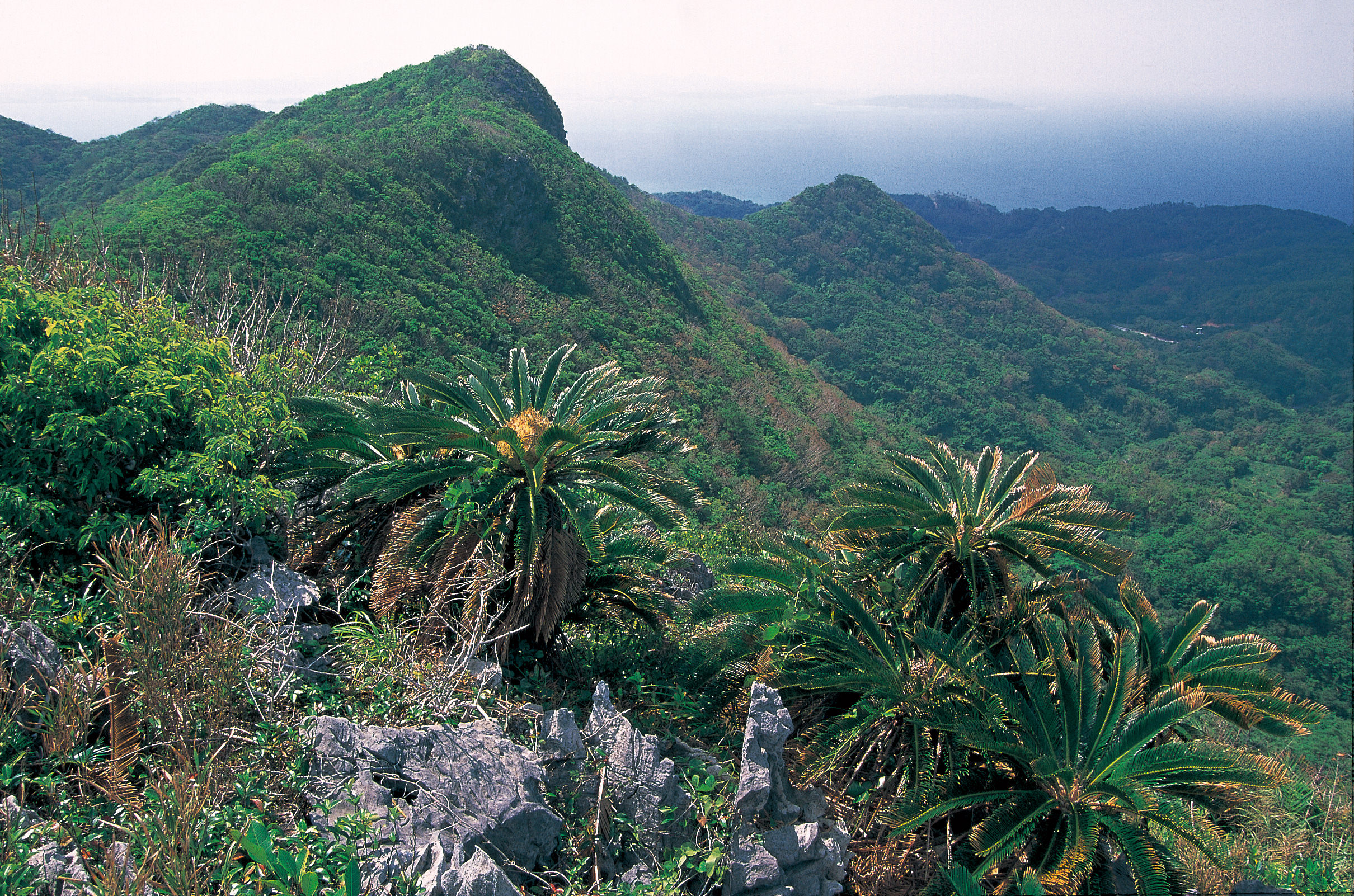 大宜味村で一番高いネクマチヂ岳(大宜味村教育委員会提供写真) 大宜味村ネクマチヂ岳・クガニ岳