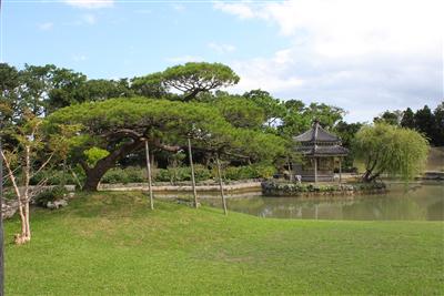 御殿から見ることができるリュウキュウマツと柳