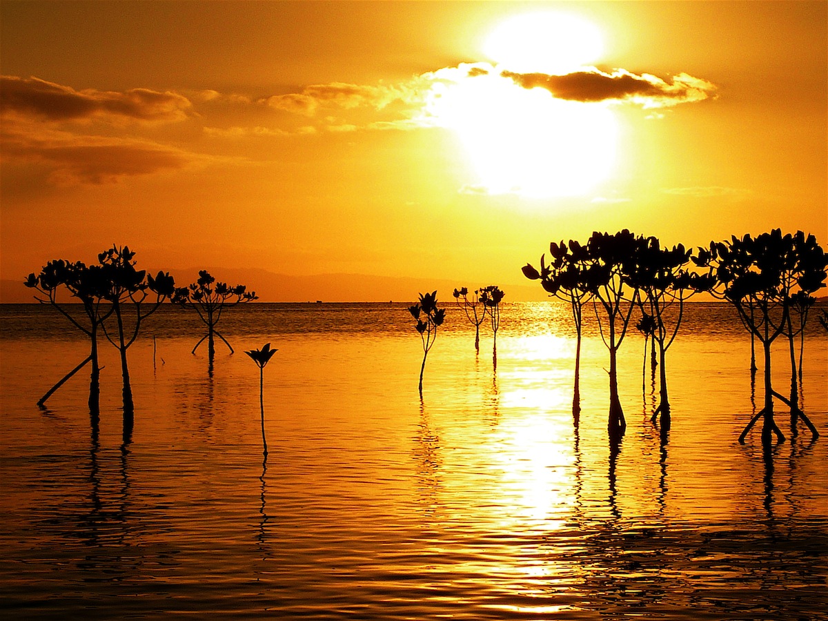 名蔵湾のマングローブに、夕日のシルエットが美しい 名蔵湾のマングローブに、夕日のシルエットが美しい