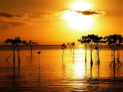 名蔵湾のマングローブに、夕日のシルエットが美しい