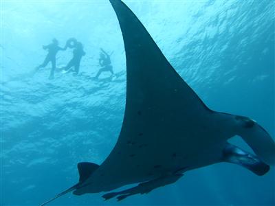 マンタと水中で遭遇できると、感動がこみ上げてくる