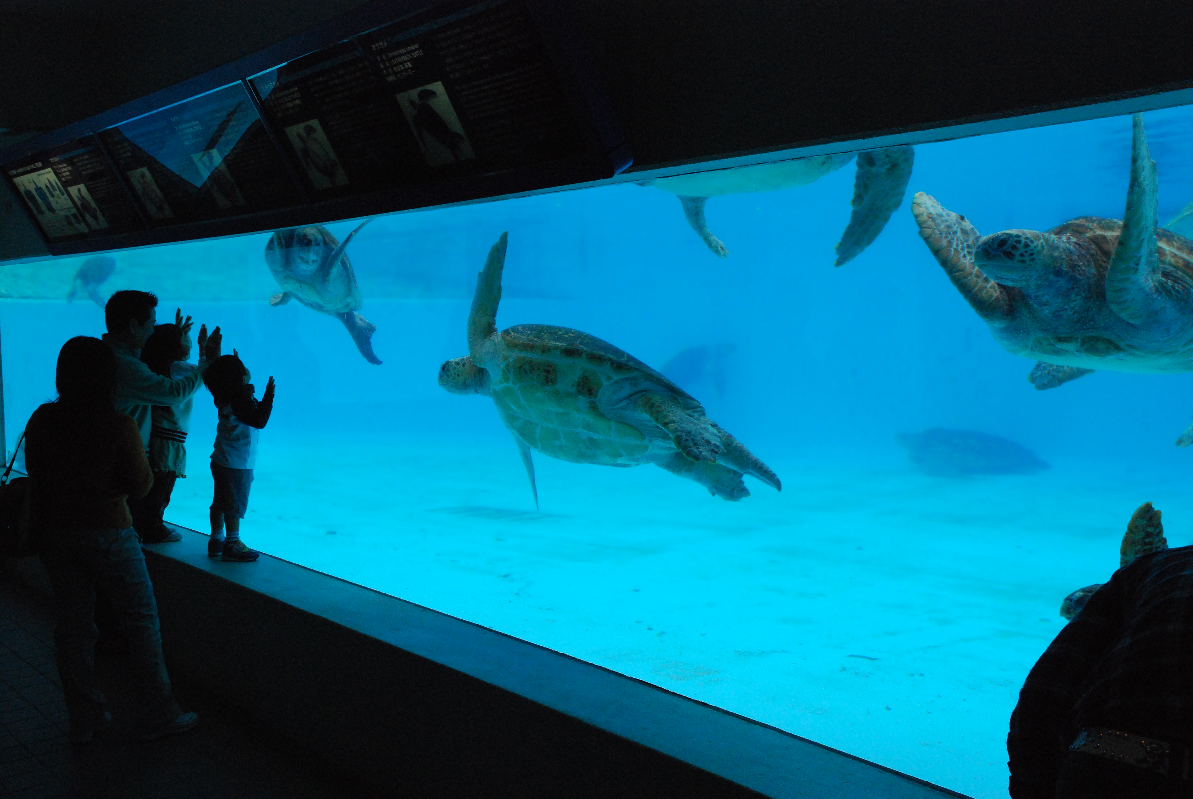 沖縄近海に生息するウミガメたちに出会えます 沖縄近海に生息するウミガメたちに出会えます