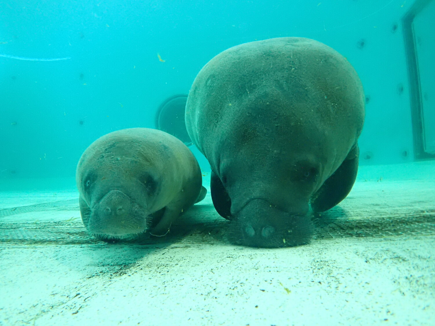 愛くるしい動作で和ませてくれるマナティー 愛くるしい動作で和ませてくれるマナティー