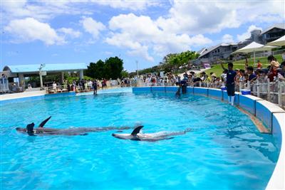 イルカを間近で見ることができる。水しぶきにご注意！
