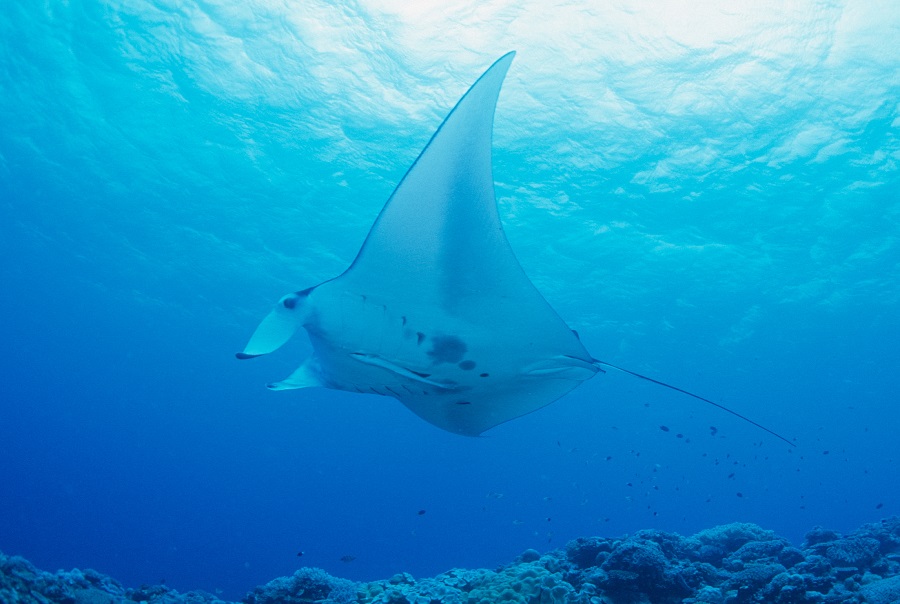 サンゴ礁の上にやってきたマンタ。春から秋がシーズン 撮影/瀬戸口 靖 サンゴ礁の上にやってきたマンタ