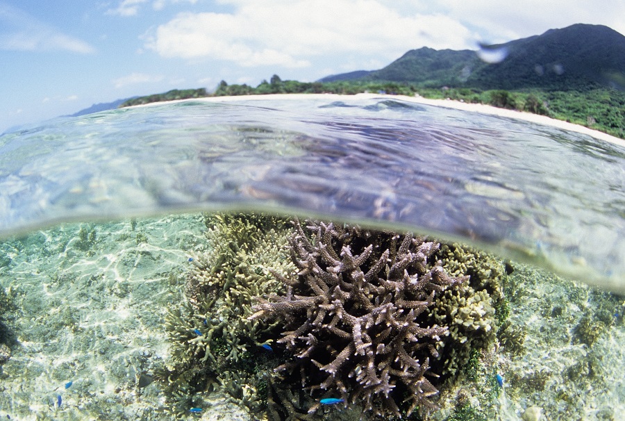 浜の前の浅い海でサンゴや魚がたくさん見られる 撮影/瀬戸口 靖