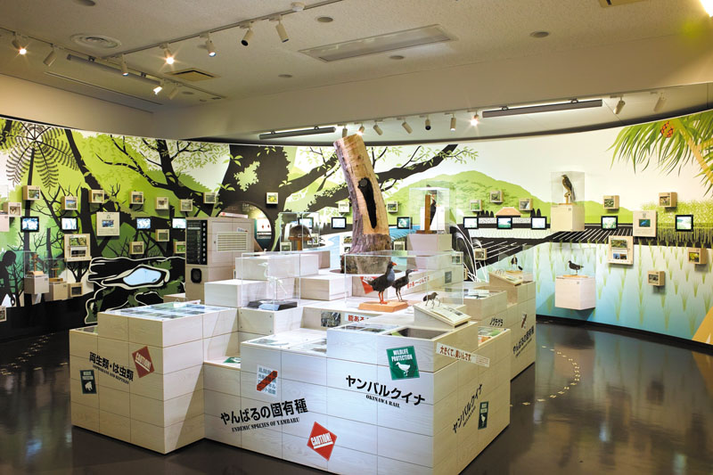 希少なやんばるの「自然と生きもの」についてわかりやすく紹介 希少なやんばるの「自然と生きもの」についてわかりやすく紹介