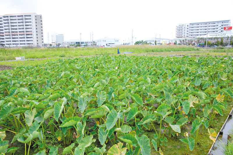 生き物も豊かに暮らす田芋畑 生き物も豊かに暮らす田芋畑