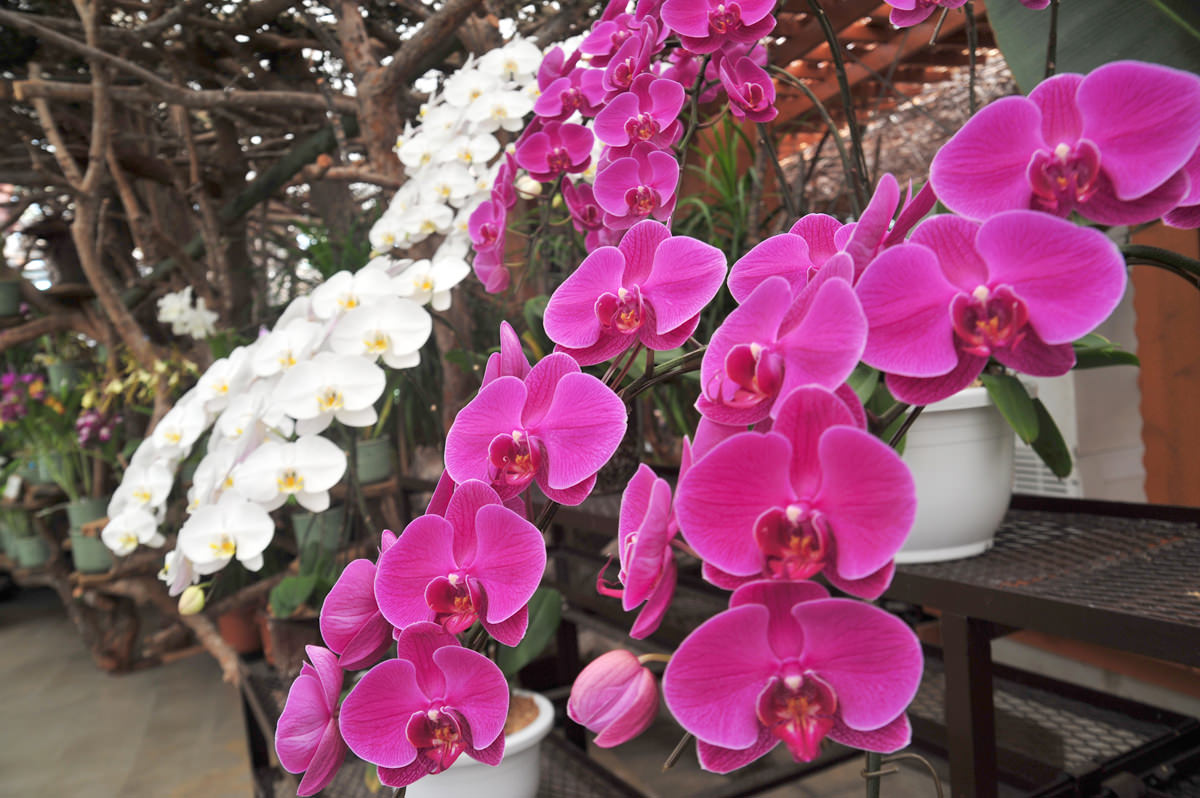 無料エリアにあるガーデンセンター 無料エリアにあるガーデンセンター