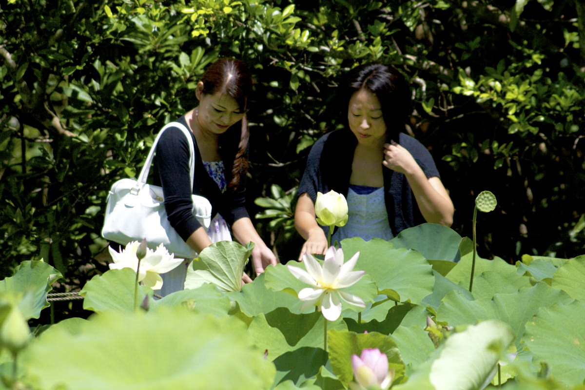 天染池 (てぃんずみぐむい)一面に蓮の花が咲く 天染池 (てぃんずみぐむい)一面に蓮の花が咲く