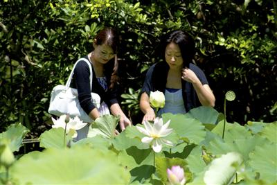 天染池 （てぃんずみぐむい）一面に蓮の花が咲く