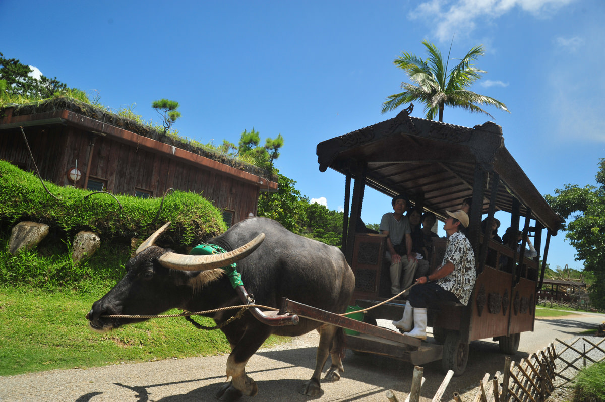 沖縄本島では水牛車は珍しい 沖縄本島では水牛車は珍しい