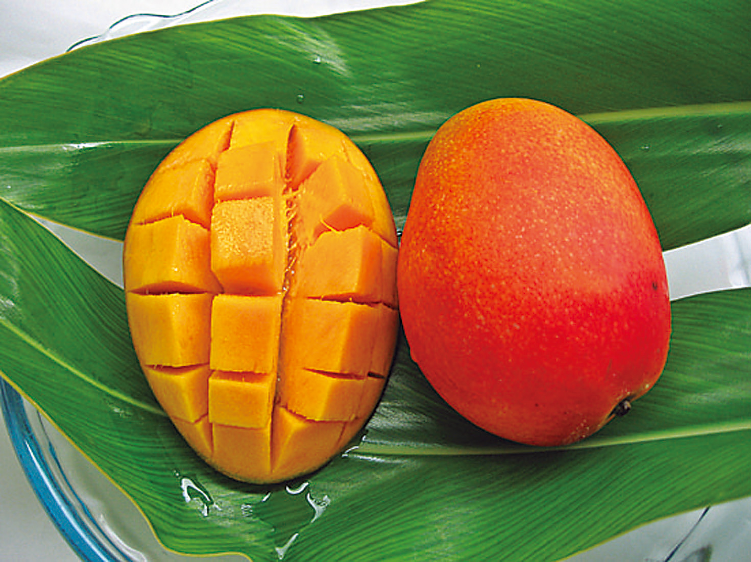 風味豊かな採れたてマンゴー 風味豊かな採れたてマンゴー