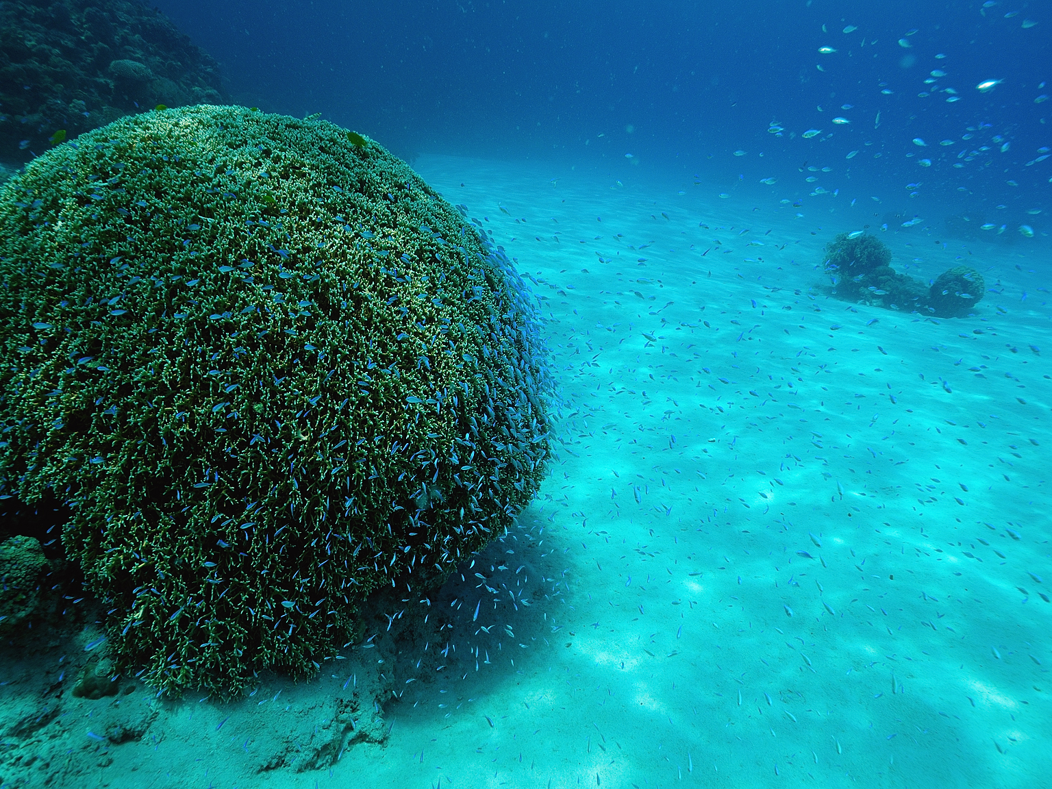 サンゴに群れるデバスズメダイ。浜から泳いでこんな景色に出合う 撮影/瀬戸口 靖 サンゴに群れるデバスズメダイ。浜から泳いでこんな景色に出合う