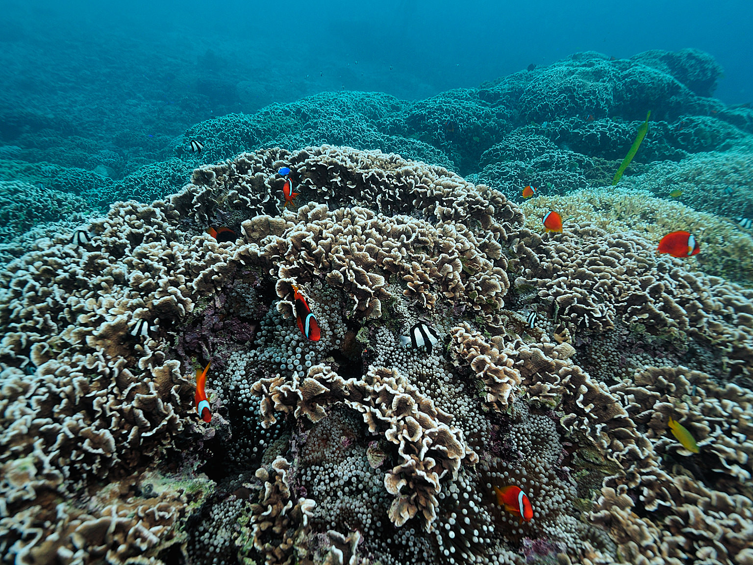 イムギャーマリンガーデン 撮影/瀬戸口 靖