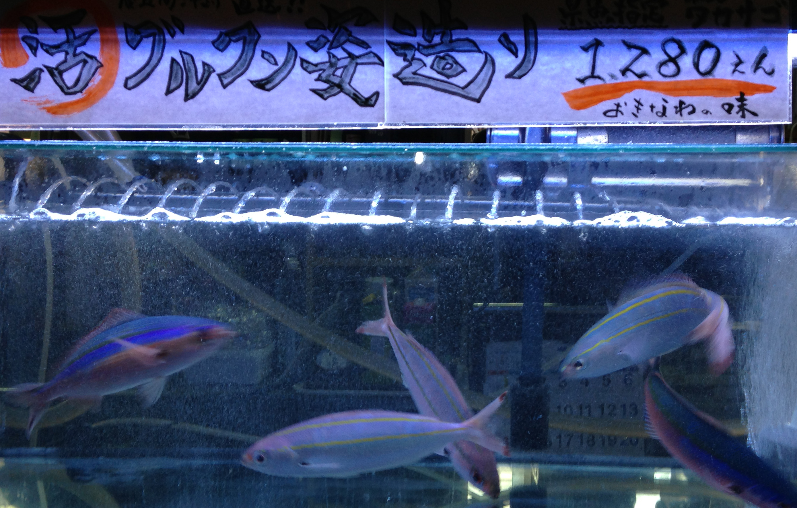 大きな水槽で泳ぐグルクン 大きな水槽で泳ぐグルクン