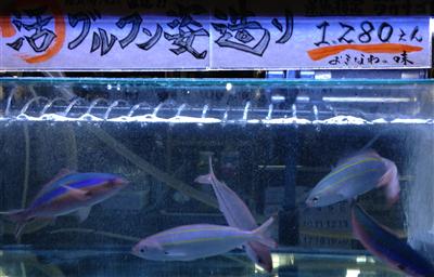 大きな水槽で泳ぐグルクン