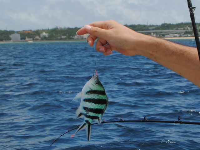 釣り・トロピカルフィッシング