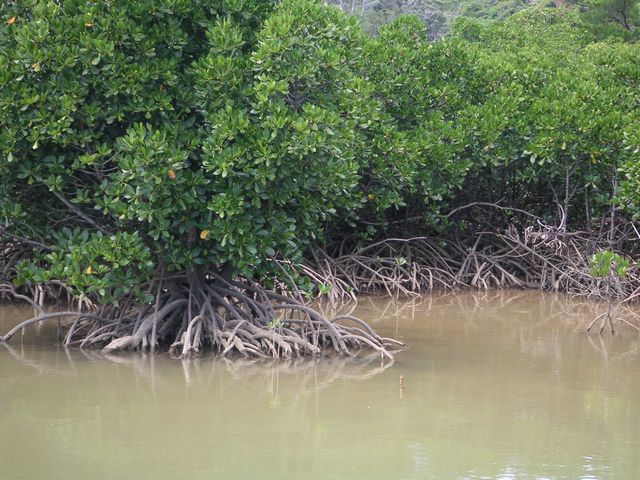 慶佐次湾のヒルギ林