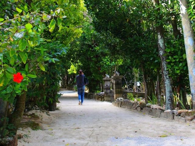 備瀬のフクギ並木