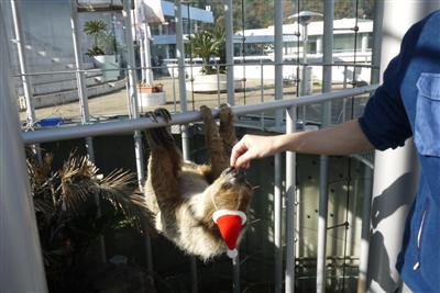 水族館の意外な人気者、フタユビナマケモノのゆめ子