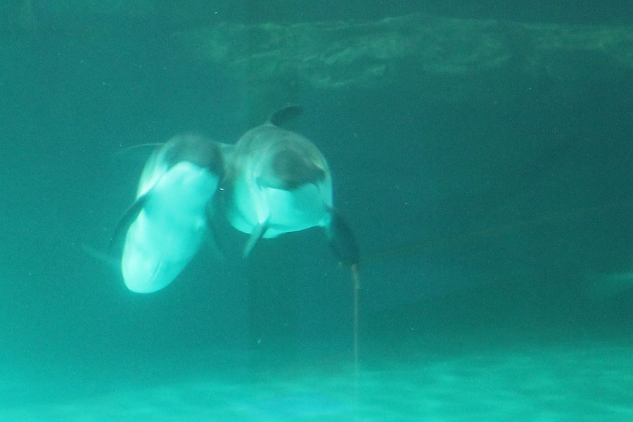国内2カ所の水族館でしか飼育されていないネズミイルカ ネズミイルカ