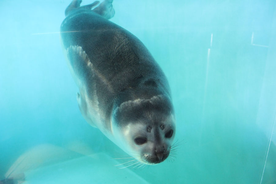 おたる水族館は世界で初めてワモンアザラシの繁殖に成功した(写真はクラカケアザラシ) ゴマフアザラシ