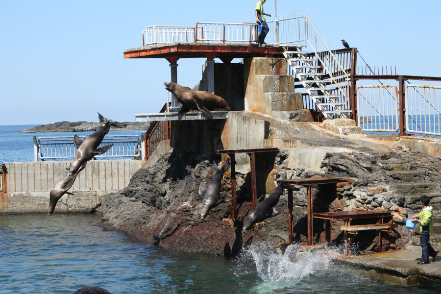 トドたちの“ダイナミックダイブ” 海獣公園
