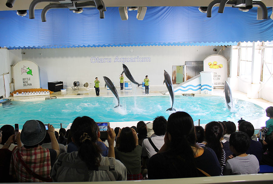 イルカスタジアム おたる水族館 たびらい イルカスタジアム おたる水族館 たびらい